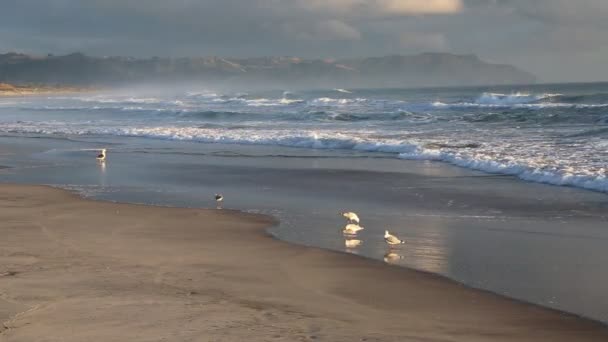 Gaviota Pacífico Waihi Beach Bowentown Nueva Zelanda — Vídeo de stock