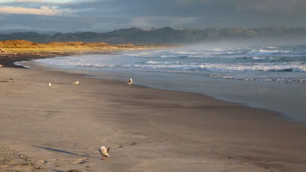 Nebbia Mattutina Sulla Spiaggia Waihi Bowentown Nuova Zelanda — Video Stock