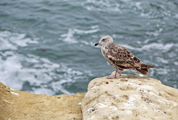 Gaivota Marrom Sunset Cliffs Natural Park San Diego Califórnia — Fotografia de Stock