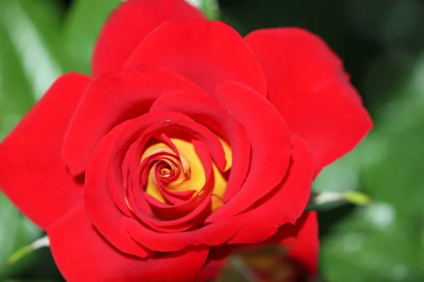 Red Rose Close Image Flower — Stock Photo, Image