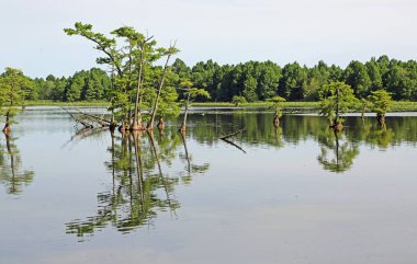 Selvi ağaçları ile - Reelfoot Gölü State Park, Tennessee manzara