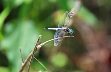 Mavi modayı takip eden kimse - Reelfoot Gölü State Park, Tennessee