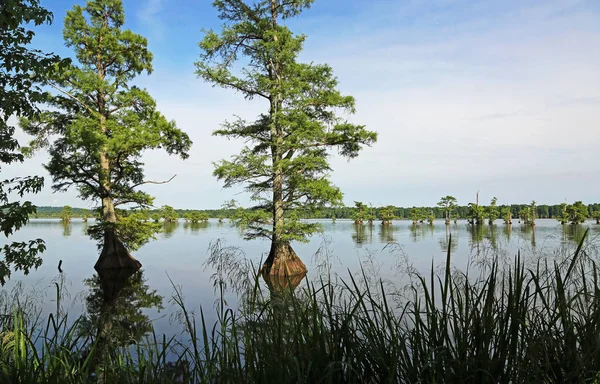 Cypress Drzewa Lotniska Reelfoot Lake State Park Tennessee — Zdjęcie stockowe