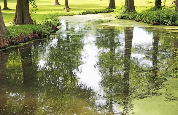 Reelfoot Озеро Відбитки Reelfoot Озеро State Park Штат Теннессі — стокове фото