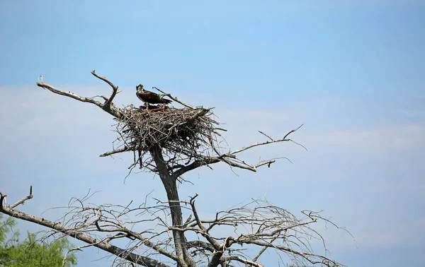 Osprey Nido Reelfoot Lake State Park Tennessee — Foto de Stock