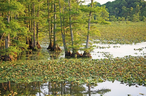 Reflektion Reelfoot Lake Reelfoot Lake State Park Tennessee — Stockfoto