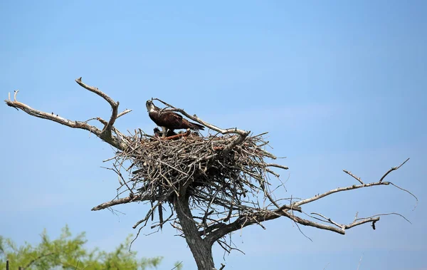 Familia Osprey Reelfoot Lake State Park Tennessee — Foto de Stock