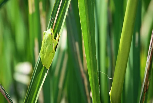 Зеленый Treefrog Reelfoot Озера Государство Парк Штат Теннесси — стоковое фото