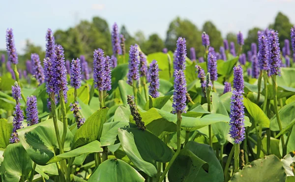 Mauvaises Herbes Brochet Pourpre Reelfoot Lake State Park Tennessee — Photo