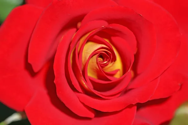Red Rose Close — Stock Photo, Image