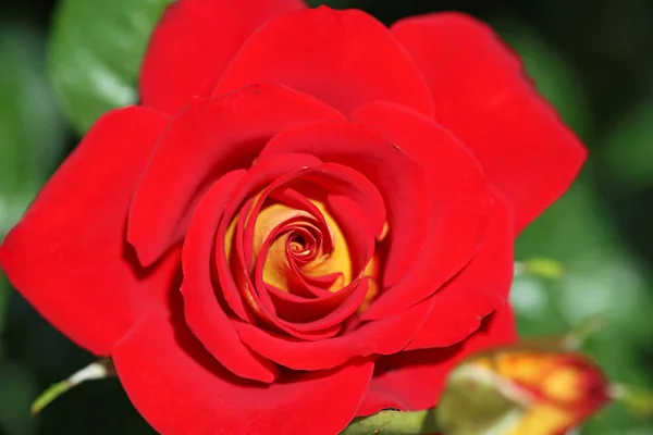 Red Rose Close Image Rose Flower — Stock Photo, Image