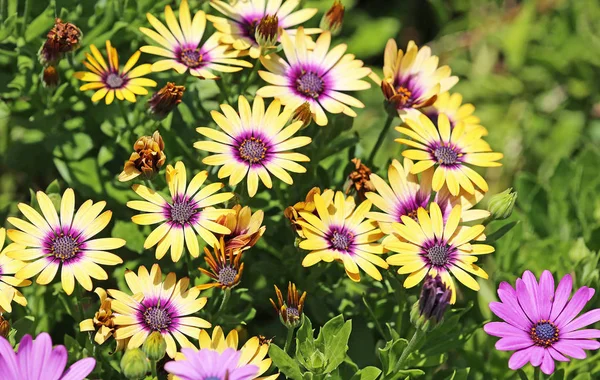 Yellow African Daisy California — Stock Photo, Image