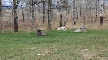 3 - Yamnuska Wolfdog Sanctuary - Alberta, Kanada dinlenme wolfs