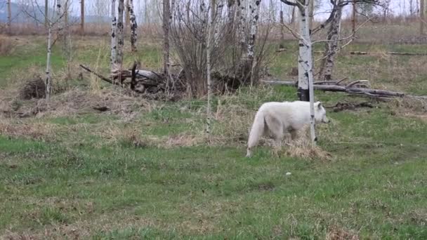 Bílý Arktický Vlk Yamnuska Wolfdog Svatyně Alberta Kanada — Stock video