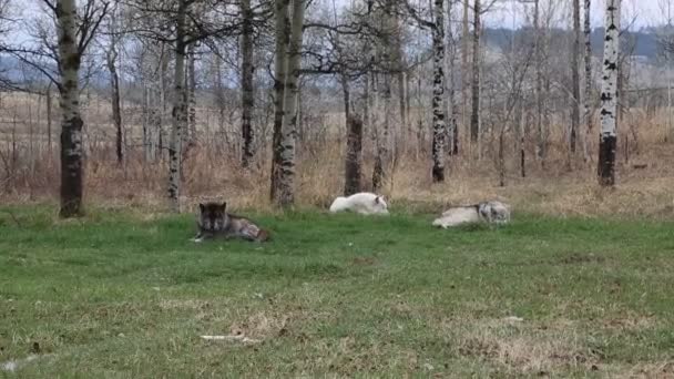 Trois loups - Yamnuska Wolfdog Sanctuary - Alberta, Canada 
