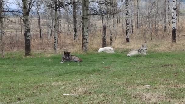 Tres Lobos Descansando Yamnuska Wolfdog Sanctuary Alberta Canadá — Vídeo de stock