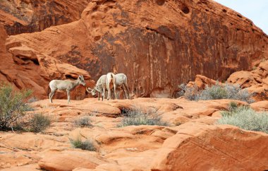 Bighorn koyun - Valley of Fire State Park, Nevada çöl