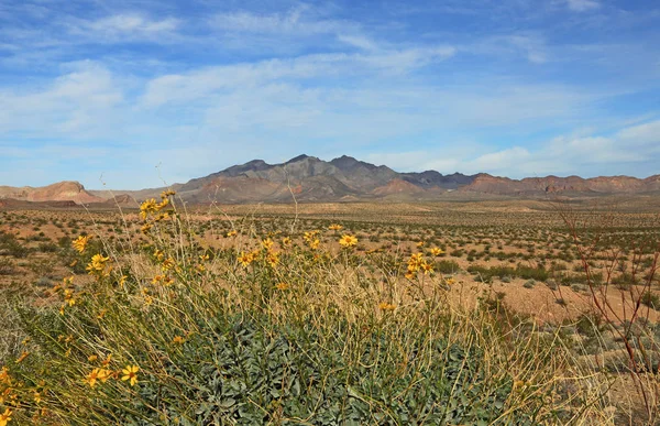 Wild Flowers Desert Valley Fire State Park Nevada — Stock Photo, Image