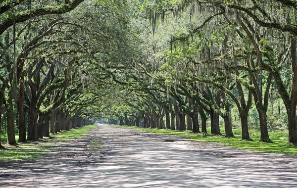 Meşe Sokağı - Savannah, Georgia