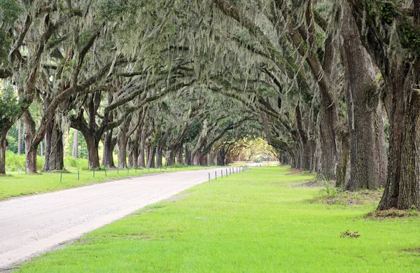 Zelený Tunel Wormsloe Savannah Gruzie — Stock fotografie