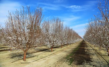 Erik ağacı alley - Fresno County, Kaliforniya'da çiçeği iz