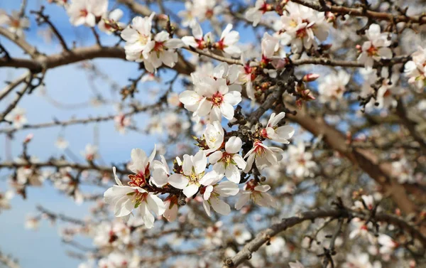 Almond Blossom Blossom Trail Fresno County California — Stock Photo, Image