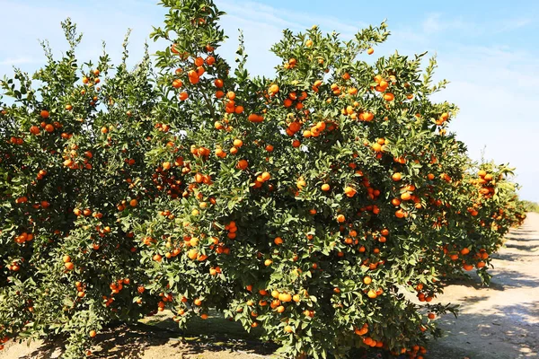 Tangerine Tree Blossom Trail Condado Fresno California —  Fotos de Stock