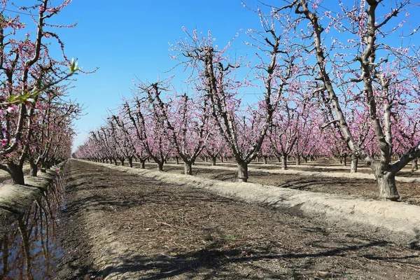 Agricultura Duraznos Sendero Flores Condado Fresno California —  Fotos de Stock