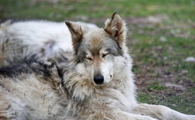 Genç wolfdog - Yamnuska Wolfdog Sanctuary - Cochrane, Alberta, Kanada