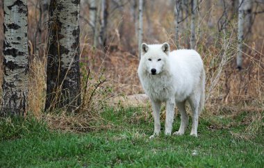 Kutup wolfdog - Yamnuska Wolfdog Sanctuary - Cochrane, Alberta, Kanada