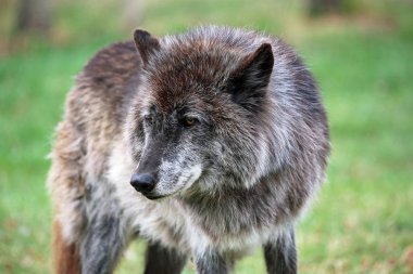Wolfdog Zeus - Yamnuska Wolfdog Sanctuary - Cochrane, Alberta, Kanada