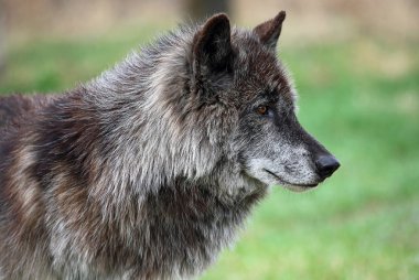 Wolfdog içinde profil - Yamnuska Wolfdog Sanctuary - Cochrane, Alberta, Kanada
