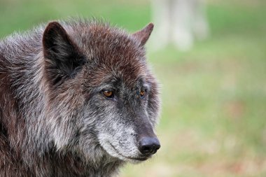 Wolfdog portre - Yamnuska Wolfdog Sanctuary - Cochrane, Alberta, Kanada