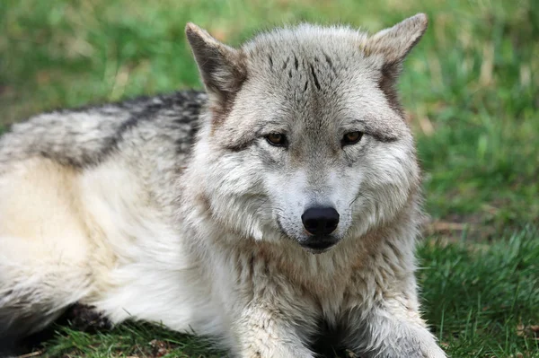 Gray Wolfdog Santuário Yamnuska Wolfdog Cochrane Alberta Canadá — Fotografia de Stock