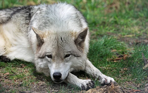 Chien Loup Repos Sanctuaire Yamnuska Wolfdog Cochrane Alberta Canada — Photo