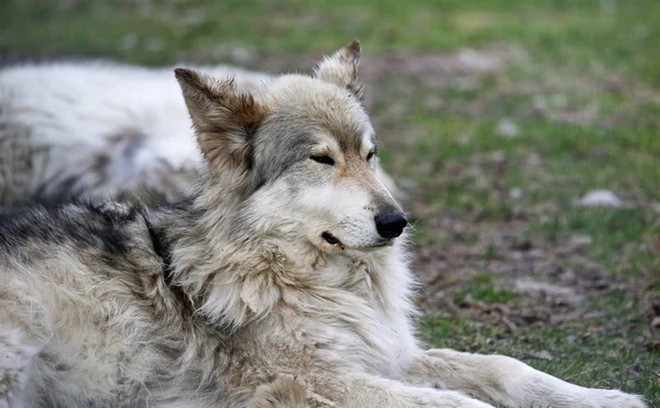 Joven Perro Lobo Dormido Yamnuska Wolfdog Sanctuary Cochrane Alberta Canadá — Foto de Stock