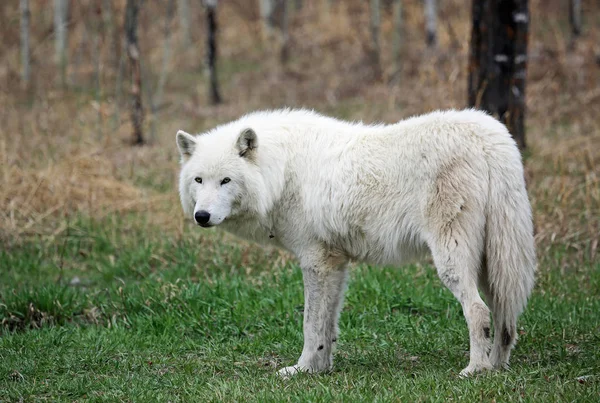 Perro Lobo Ártico Blanco Yamnuska Wolfdog Sanctuary Cochrane Alberta Canadá — Foto de Stock