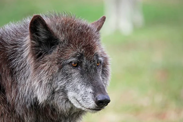 Wolfdog Portrait Yamnuska Wolfdog Sanctuary Cochrane Alberta Canadá — Fotografia de Stock