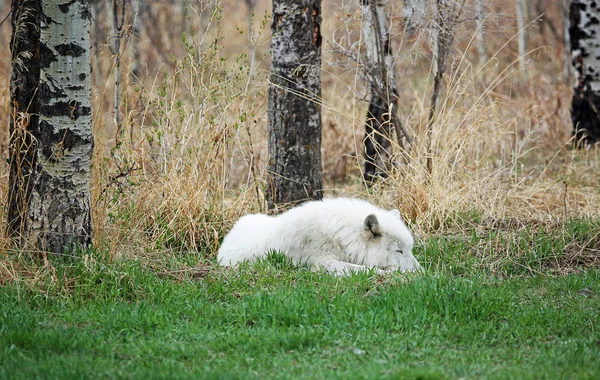 White Wolfdog Sleeping Yamnuska Wolfdog Sanctuary Cochrane Alberta Canadá — Fotografia de Stock