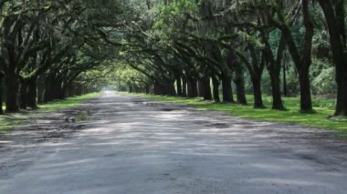 Gölge ve ışık - Wormsloe Plantation, Savannah, Georgia