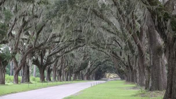 Ισπανικά Moss Στις Βελανιδιές Wormsloe Φυτειών Σαβάνα Γεωργία — Αρχείο Βίντεο