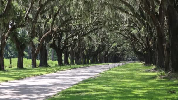 Dubová Alej Wormsloe Plantáž Savannah Gruzie — Stock video