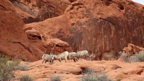 Wüste Dickhornschafe Tal Des Fire State Park Nevada — Stockvideo