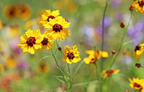 Yellow Coreopsis Flowers Meadow — Stock Photo, Image