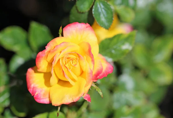 Rosa Amarilla Rosa Flor — Foto de Stock
