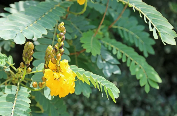 Yellow acacia flower on the tree