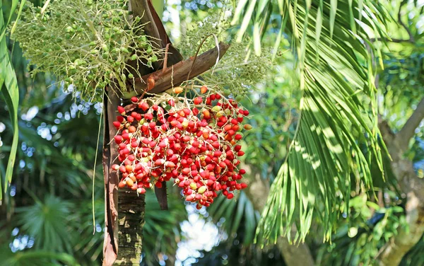 Frutos Palmera Cola Zorro —  Fotos de Stock