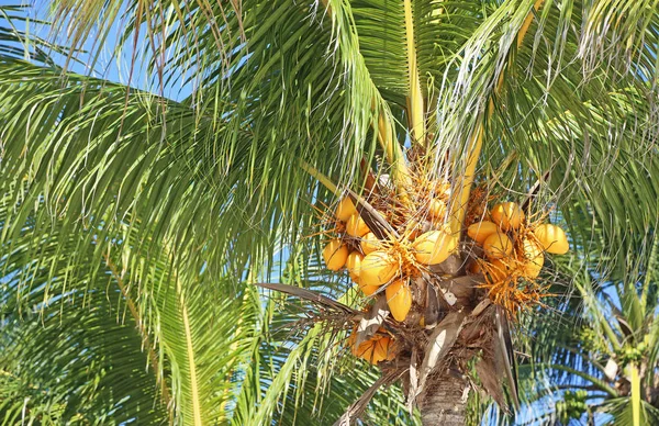 Yellow coconuts - on palm tree