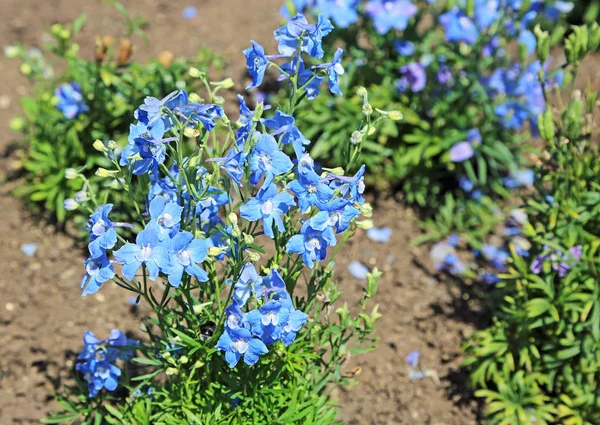 Blue Larkspur Flowers Bush — Stock Photo, Image