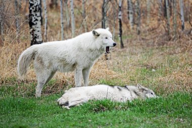 Kutup wolfdog - Yamnuska Wolfdog Sanctuary - Cochrane, Alberta, Kanada esneme